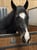 Horse ad
