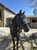 Horse ad