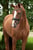 Annuncio cavallo