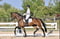 Annuncio cavallo