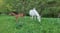 Annuncio cavallo