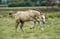 Horse ad
