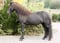 Horse ad