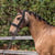 Horse ad