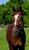 Annonce cheval