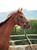 Annuncio cavallo