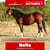 Annuncio cavallo