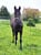 Horse ad