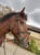 Horse ad