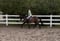 Annuncio cavallo