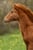 Paardadvertentie