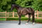 Horse ad