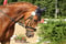 Anuncio de caballos