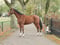 Horse ad