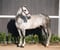 Horse ad