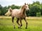 Annuncio cavallo
