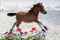 Annuncio cavallo