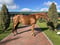 Horse ad