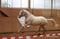 Horse ad