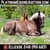 Horse ad