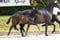 Annuncio cavallo