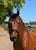Paardadvertentie
