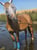 Horse ad