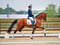 Annuncio cavallo