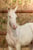 Annuncio cavallo