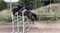 Horse ad