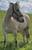 Horse ad