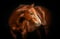 Horse ad