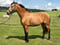 Annuncio cavallo