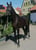Anuncio de caballos