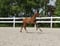 Annuncio cavallo