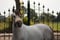 Horse ad