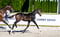 Horse ad