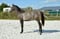 Annuncio cavallo