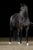 Horse ad