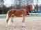 Horse ad