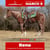 Horse ad