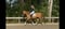 Horse ad