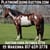 Horse ad