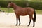 Horse ad