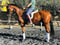 Horse ad