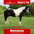 Annuncio cavallo