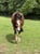 Horse ad