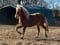 Horse ad