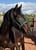 Horse ad