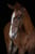 Horse ad